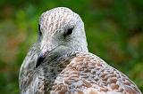 Gull Closeup_54158